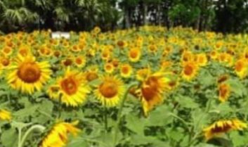 গলাচিপায় মাঠে মাঠে হলুদ সূর্যমুখী ফুলের সমারোহ।