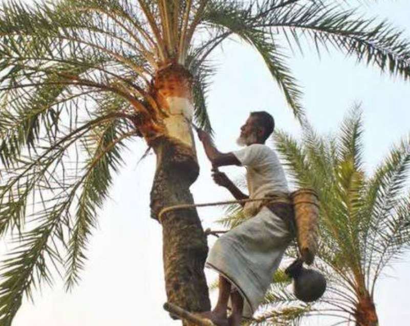 গোপালগঞ্জে গাছিদের চলছে প্রস্তুতি শীতের আগমন উপলক্ষে।