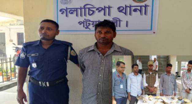 গলাচিপায় পাচারের সময় ১৭ কচ্ছপসহ ব্যবসায়ী আটক।