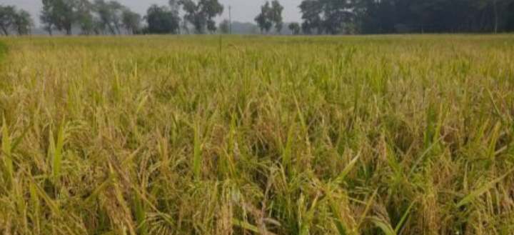 গলাচিপায় আমন ধান চাল সংগ্রহ অভিযান।