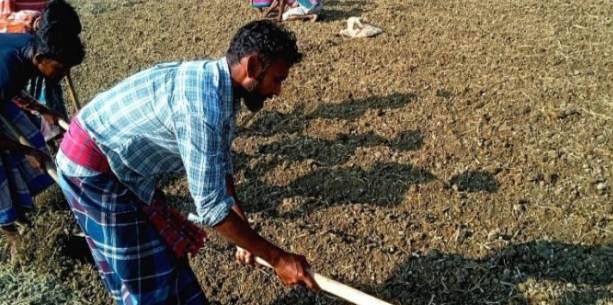 গলাচিপায় ভারী বৃষ্টির আতঙ্কে উপকূলীয় অঞ্চলের আলু চাষীরা