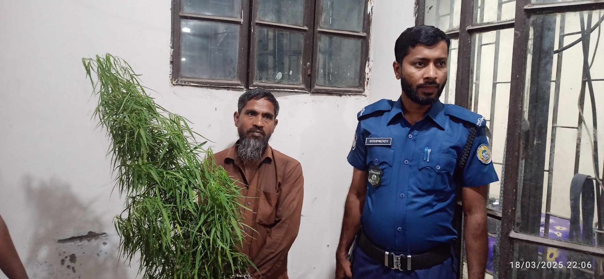 বানারীপাড়ায় পুলিশের অভিযানে গাঁজার গাছ সহ মাদক ব্যবসায়ীকে গ্রেফতার।