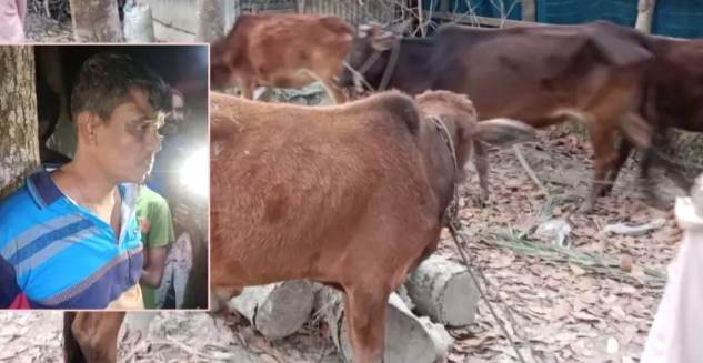 গলাচিপায় গরুসহ চোর ধরে পুলিশে দিলো জনতা।