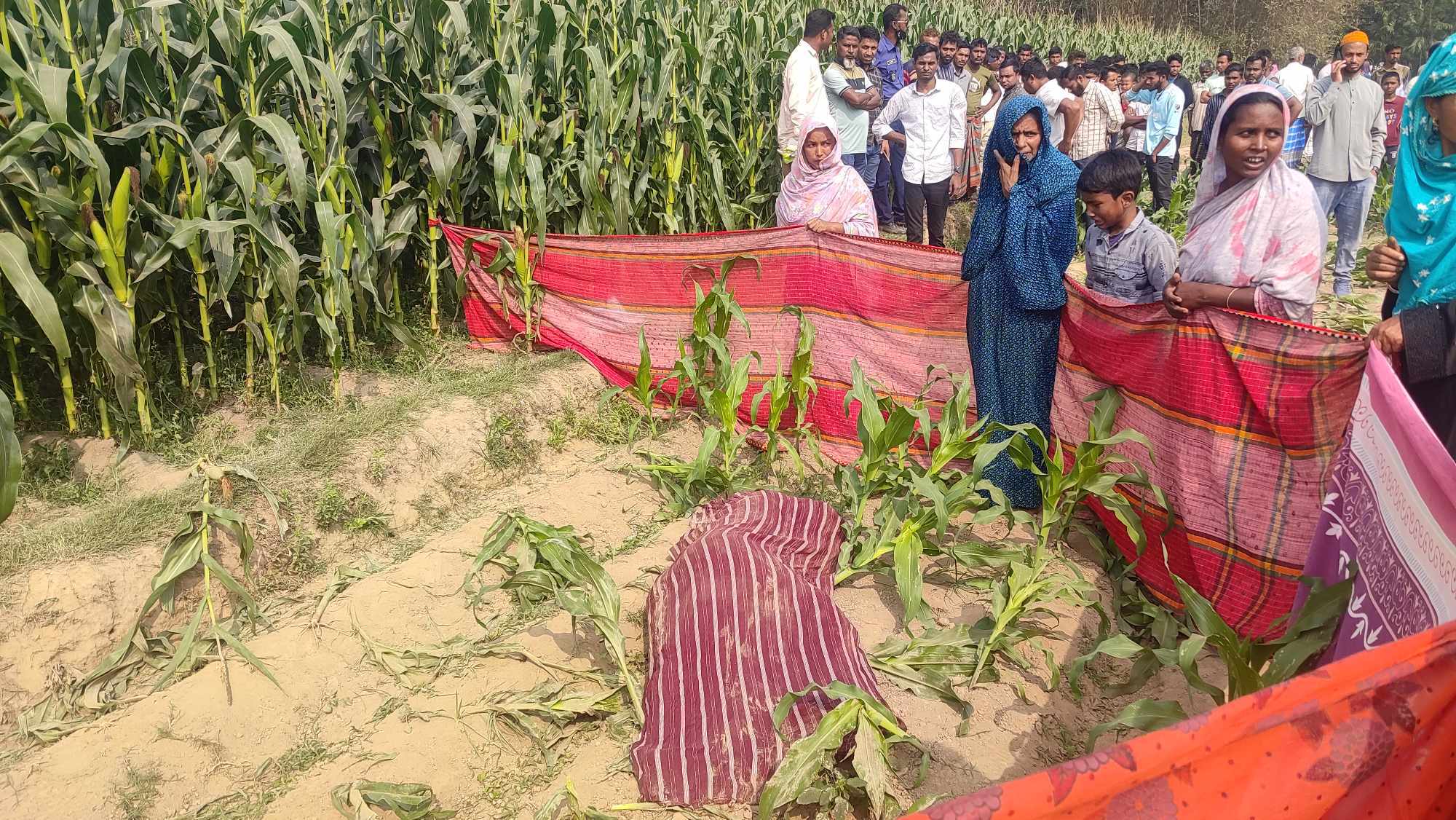 ঠাকুরগাঁওয়ে ভূট্টা ক্ষেত থেকে এক নারীর মরদেহ উদ্ধার।