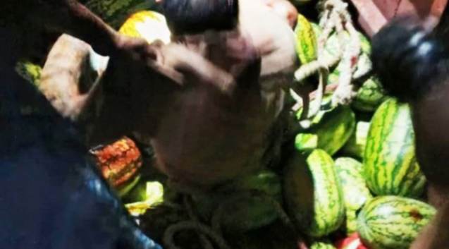 গভীর রাতে তরমুজ বোঝাই ট্রলারে ডাকাতদলের হামলায় আহত ৮, এক ডাকাত সদস্য গ্রেপ্তার।