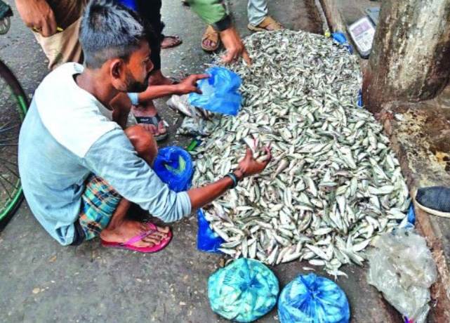 গলাচিপায় নিষিদ্ধ জালের ব্যবহারে ধ্বংস হচ্ছে পোনা।