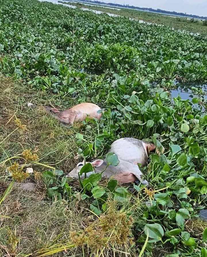 গজারিয়া জোয়ারের পানিতে ভেসে গেছে শতাধিক গরু।