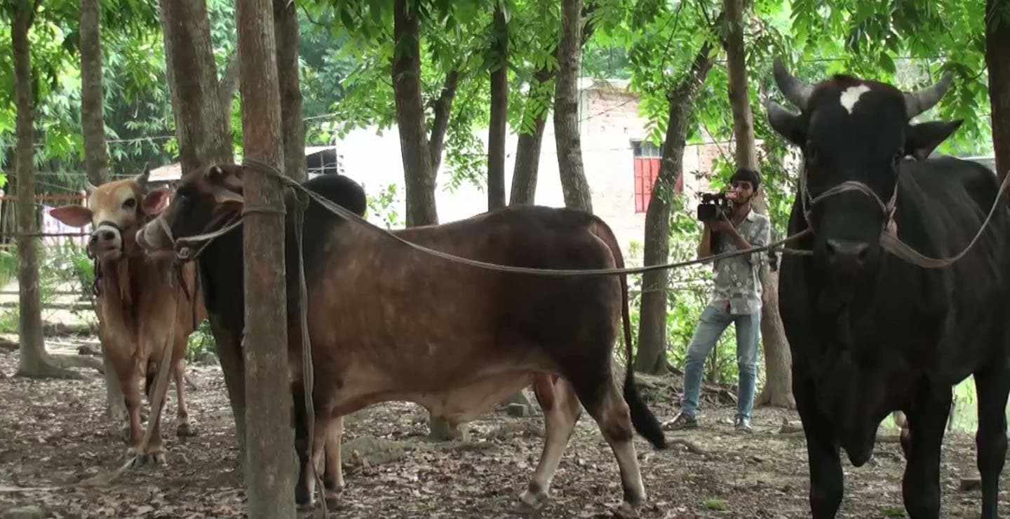 গোপালগঞ্জের কোরবানীর হাট কাঁপাবে -চারটি গরু  কালো পাহাড়, লালু, পাগলা-১ ও পাগলা-২