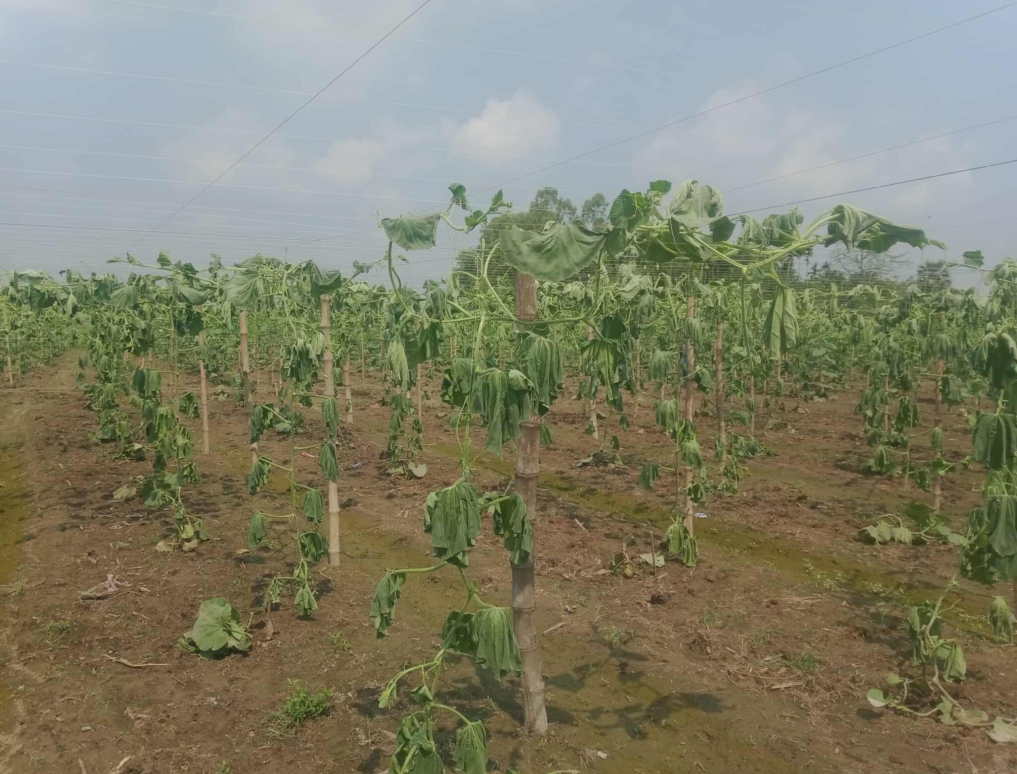 লাউ গাছের সাথে এ কেমন শুত্রুতা, থামছেনা কৃষক দম্পতির আহাজারি।