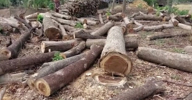 আ’লীগ নেতাকর্মীদের সঙ্গে নিয়ে স্কুলের গাছ চুরির সময় ছাত্রদল নেতা আটক।