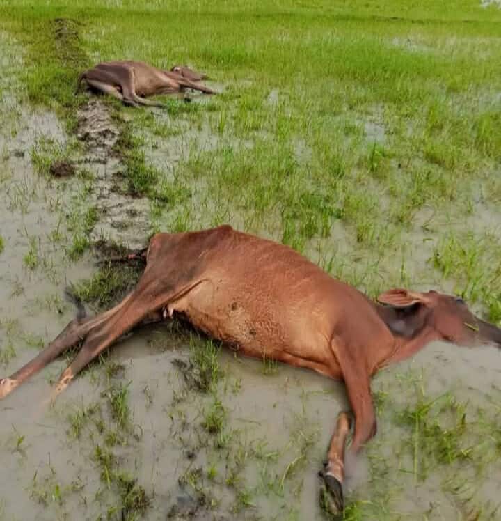 গলাচিপায় বজ্রপাতে দুটি গবাদিপশুর মৃত্যু।