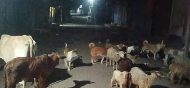 গলাচিপা পৌরসভার রাতের রাস্তায় গরু ছাগলের অবাধ বিচরনে জন ভোগান্তি চরমে।