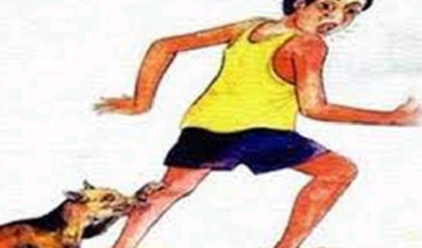 গফরগাঁও  শিয়ালের কামড়ে আহত ৫, গণধোলাইয়ে  শিয়াল নিহত।