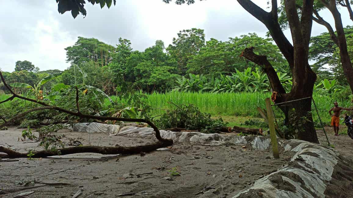 সিরাজদিখানে রাতের অধারে সরকারি গাছ কাটার অভিযোগ।