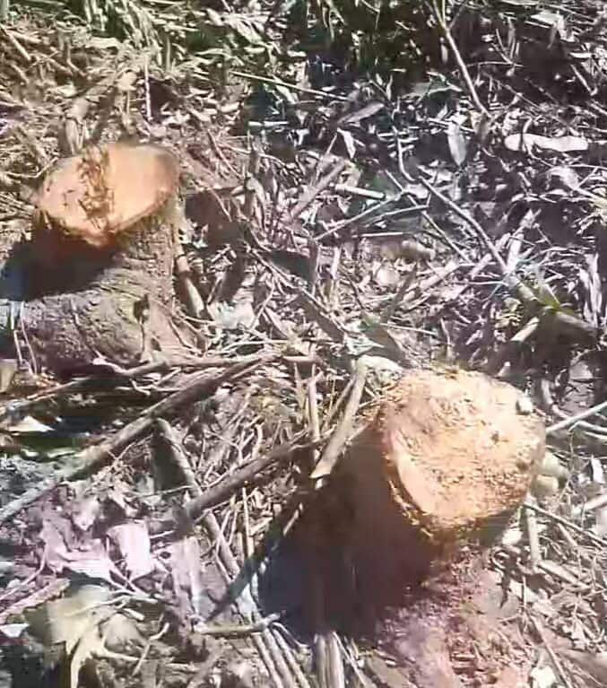 আশিয়া এক ব্যাক্তির বসত   ভিটার বিভিন্ন প্রজাতি গাছ   কেটে নিয়েছে প্রতিপক্ষরা 