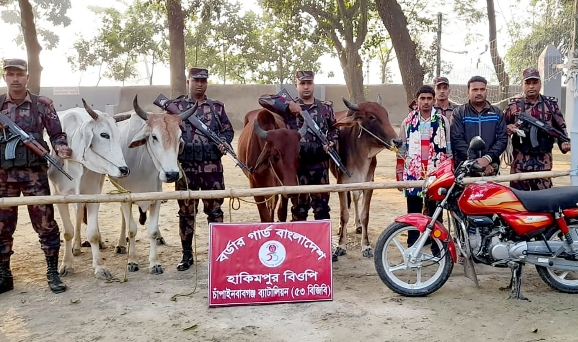চাঁপাইনবাবগঞ্জে ৫৩ বিজিবির অভিযানে ভারতীয় গরুসহ দুইজন আটক,