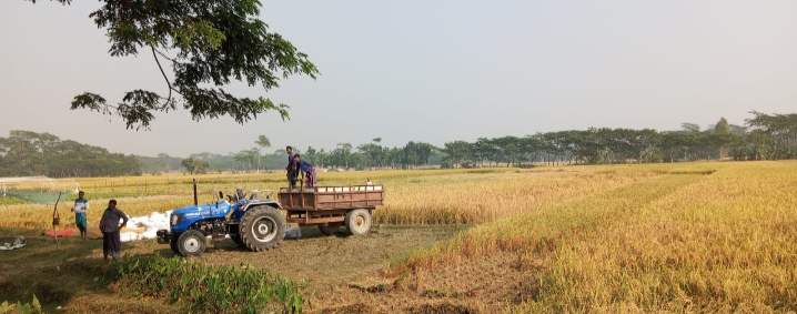 গলাচিপায় উৎপাত বেড়েছে ভূমিদস্যুদের, জোরপূর্বক কৃষকের জমির ধান কেটে নেয়ার অভিযোগ।