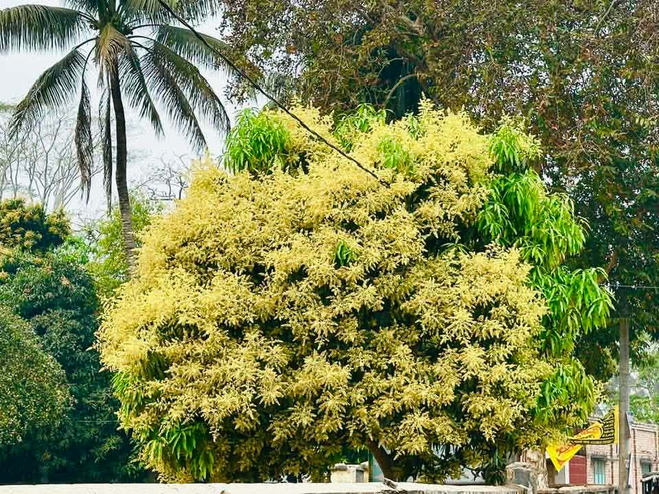 গোপালগঞ্জে আমের মুকুলে ভরপুর—বাম্পার ফলনের আশায় কৃষকরা।