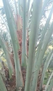 received 893924220119007 || Dailydeshsomoy