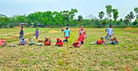 আলু চাষে আগ্রহ হারাচ্ছেন চাষি।