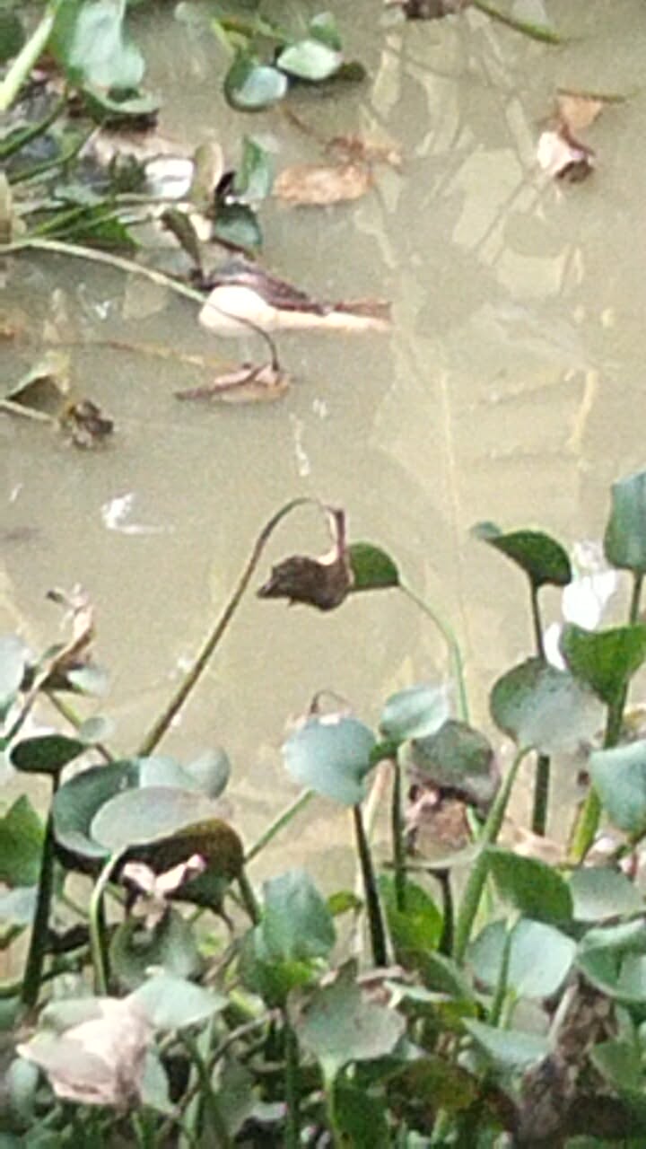 মুকসুদপুরে পুকুর থেকে অর্ধগলিত লাশ উদ্ধার, তিন মাস ধরে নিখোঁজ ছিলেন যুবক,