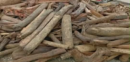 গলাচিপা ভূমিদস্যুদের তাণ্ডবে অতিষ্ট কৃষক।