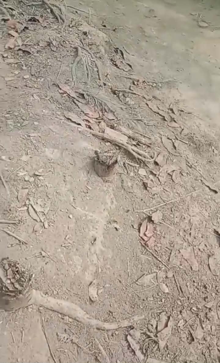 গলাচিপায় বিভিন্ন প্রজাতির ১০০ টি গাছ কেটে উজার গাছের মালিক দিশেহারা।