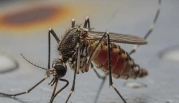 পটুয়াখালীতে মশার চরম উপদ্রব: অতিষ্ঠ জনজীবন, বাড়ছে স্বাস্থ্যঝুঁকি,