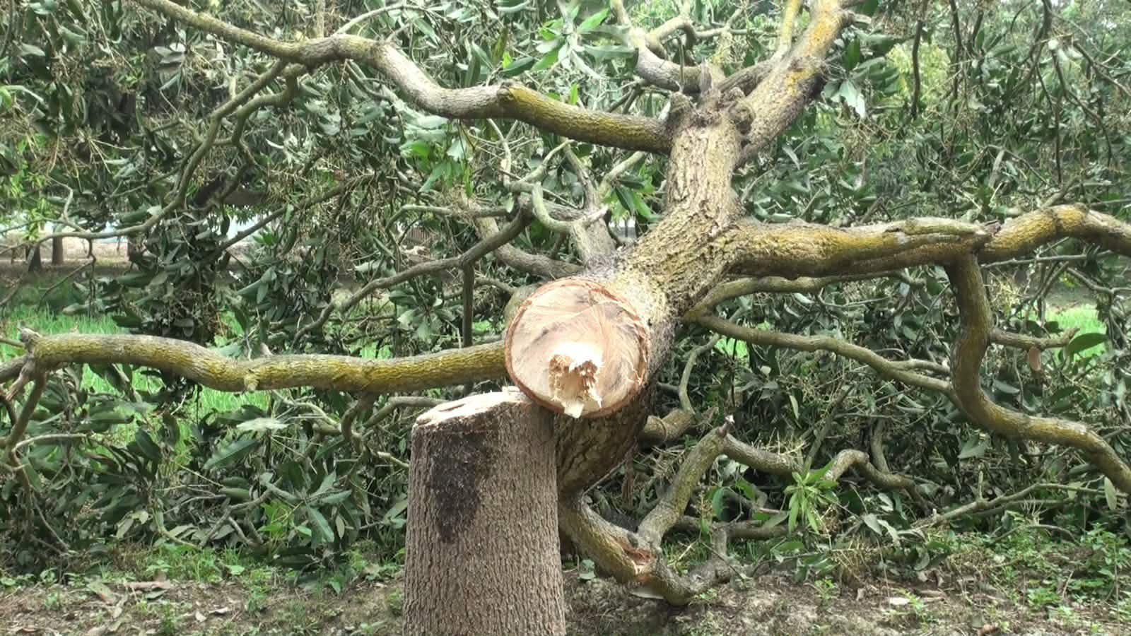 পূর্ব শক্রতার জেরে আমের গাছ কেটে ফেলার অভিযোগ উঠেছে প্রতিবেশীর বিরুদ্ধে,