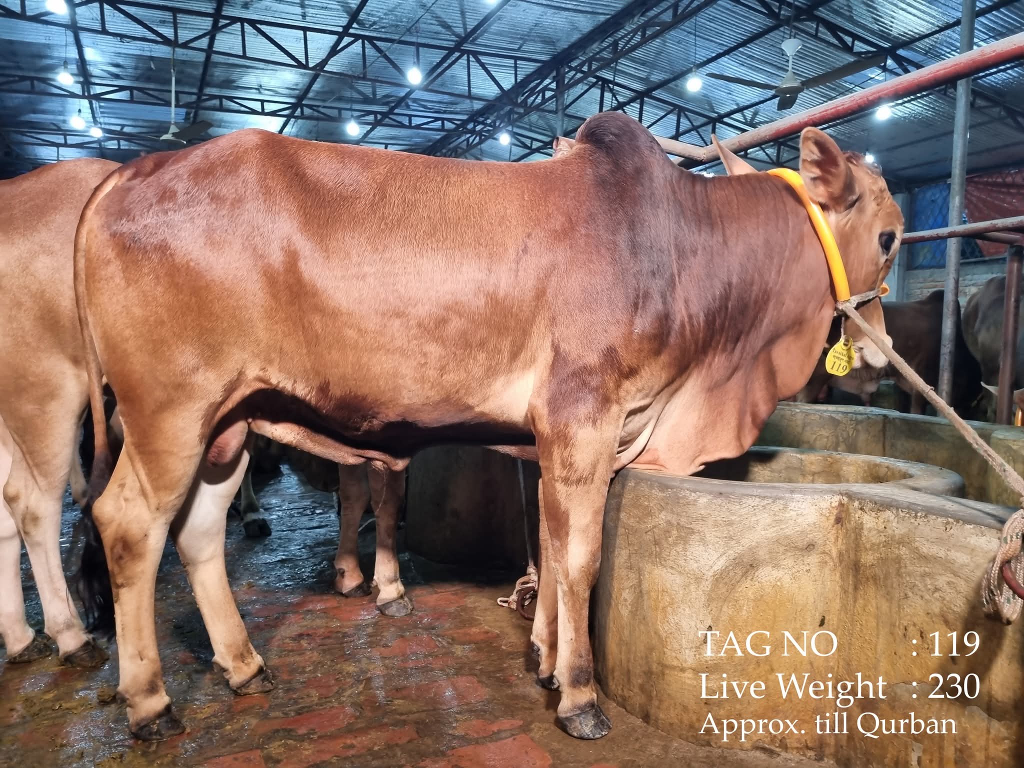 গলাচিপায় কৃষকের লক্ষাধিক টাকাসহ ৫টি গরু ডাকাতি,