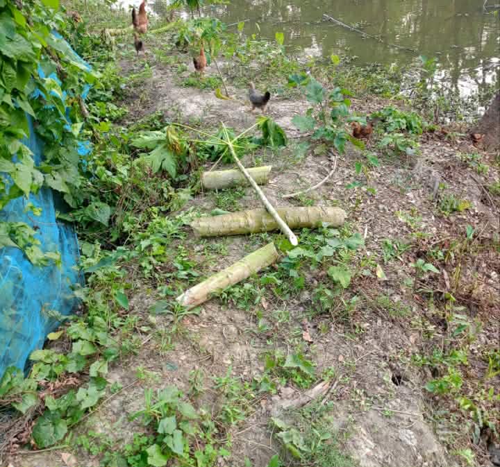 গলাচিপায় গাছের সাথে শত্রুতা, আদালতে মামলা !