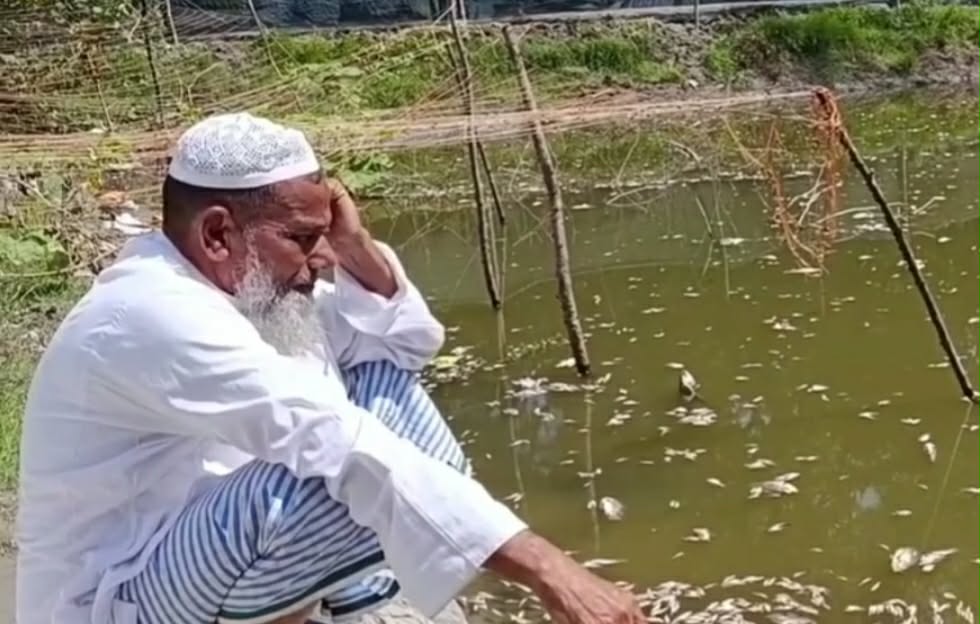 নোয়াখালীর সুবর্ণচরে চাষের পুকুরে বিষ প্রয়োগ, ক্ষতি প্রায় ৫ লাখ টাকা