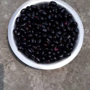 গ্রামবাংলা থেকে হারিয়ে যাচ্ছে কালোজাম, 3 received 1534526431635909 || Dailydeshsomoy