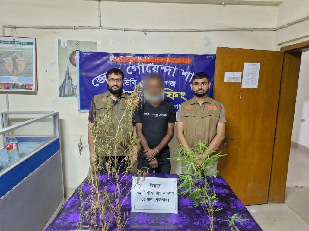গোপালগঞ্জে গাঁজা চাষের অভিযোগে গ্রেপ্তার ১, দুটি গাছ জব্দ 1 received 1065922485822944 || Dailydeshsomoy