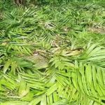 received 1710890153311761 || Dailydeshsomoy